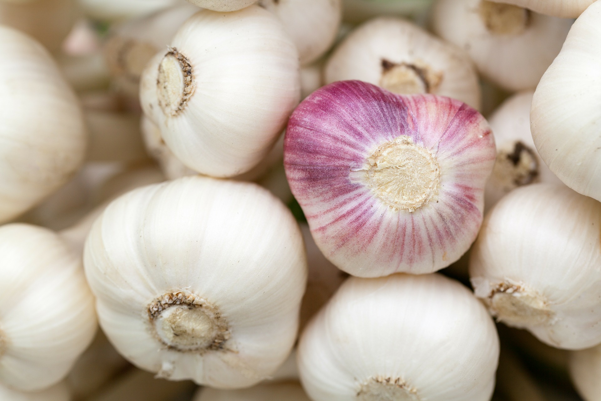 garlic 84691 1920 pixabay PublicDomainPictures