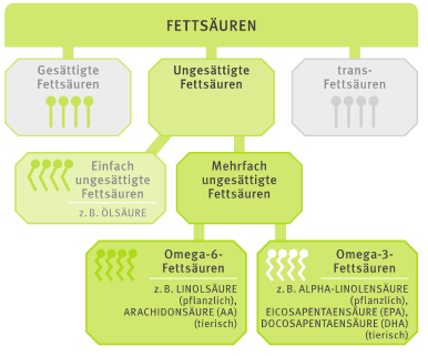 Grafik Übersicht Fettsaeuren 