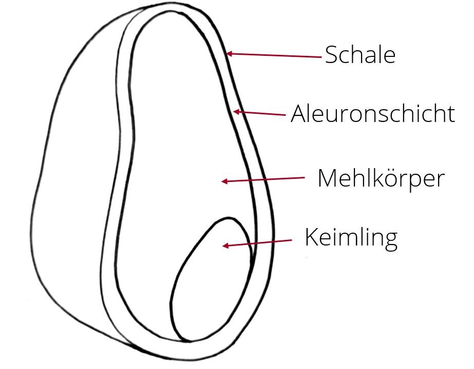 Getreidekorn Aufbau 